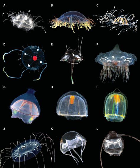 Fascinating Facts About Cnidaria