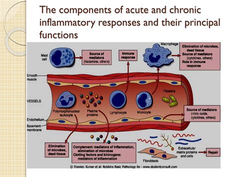 Ppt Acute Inflammation Powerpoint Presentation Free Download Id 2073232