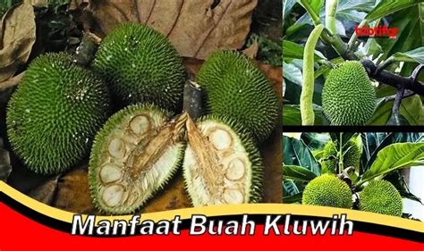 Temukan 5 Khasiat Buah Kluwih Yang Jarang Diketahui Biotifor