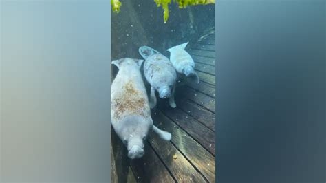 Zootampa Transfers 3 Orphaned Manatees To Cincinnati Zoo To Prepare For