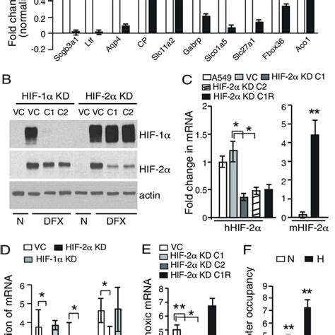 Hif 2α Regulates Scgb3a1 Tumor Suppressor Gene Expression A A