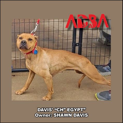 American Dog Breeders Association Champion Of The Week