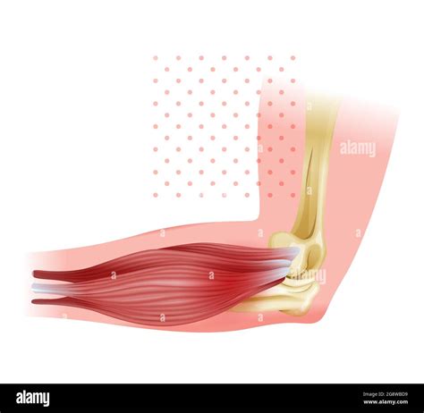 Internal Lateral Ligament Stock Vector Images Alamy