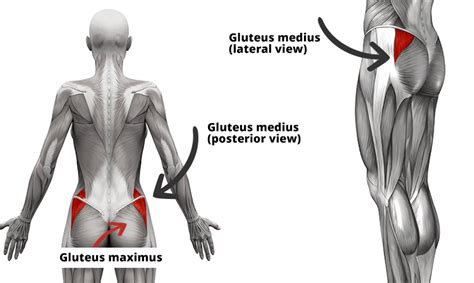 4 Weak Gluteus Medius Activation Exercises Бедро