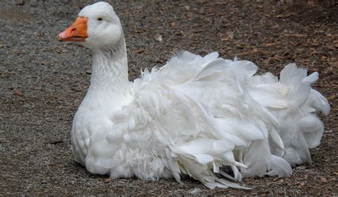 White Geese Breeds Farmhouse Guide