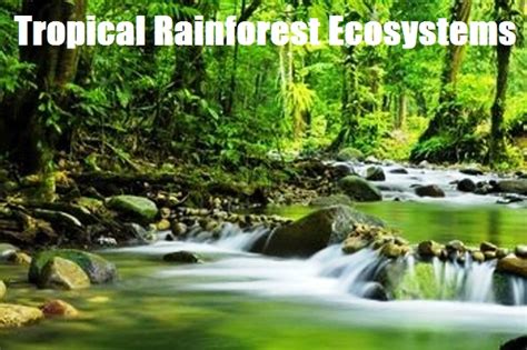 Thoughts To Promote Positive Action Tropical Rainforest Ecosystems