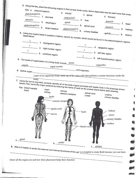 Solution Organ System Overview Anatomy Lab 2 Studypool