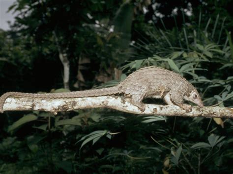 Pangolin | Species | WWF