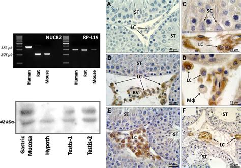 Expression Of Nucb Nesfatin In The Mammalian Testis Shown In The