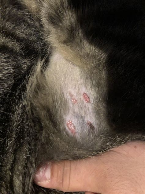 Need help with my cat! Does anyone know what this is and what can i do