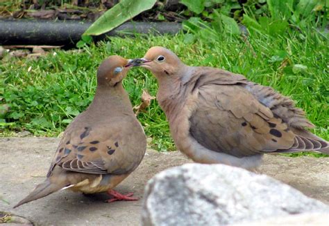 Intimate Dove Moment In 2022 Doves Beautiful Birds Mourning Dove