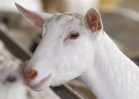 Saanen Goat: Characteristics, Health & Feeding - The Happy Chicken Coop