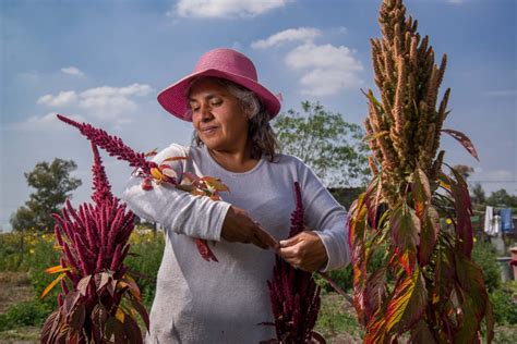 Amaranto Un Cultivo Ancestral Y De Alto Valor Nutricional Secretar A