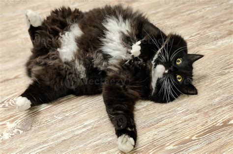 Black and white Kurilian Bobtail lying on floor 9981124 Stock Photo at