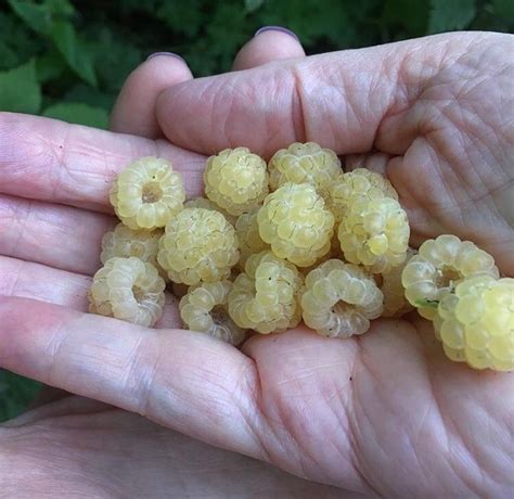 White Raspberries Found In Scotland R Reallifeshinies