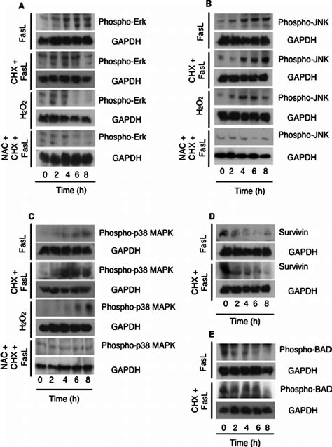 Fasl Induced Ros Activates The Mitogen Activated Protein Kinase Mapk