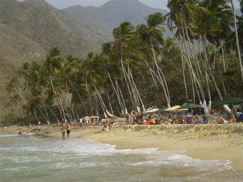 Many People Are On The Beach Near Palm Trees