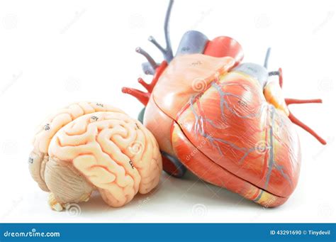 Anatomie Des Menschlichen Herzens Und Des Gehirns Stockfoto Bild Von