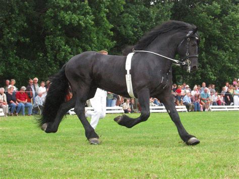 Trot Horse Gait Canter And Gallop Britannica