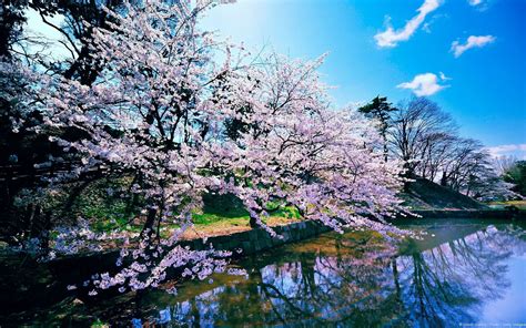 Sakura Tree Wallpapers 4k Hd Backgrounds On Wallpaperbat
