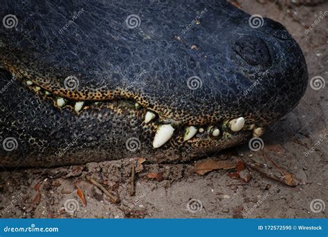 Closeup Shot of an American Alligator Teeth Stock Photo - Image of ...