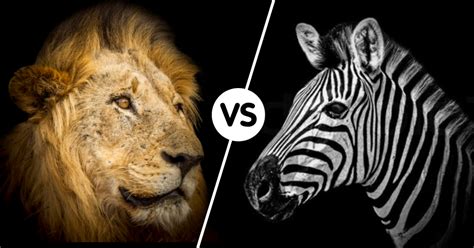 Lion vs Zebra Fight Comparison || Who Will Win? || Wild Fighting.