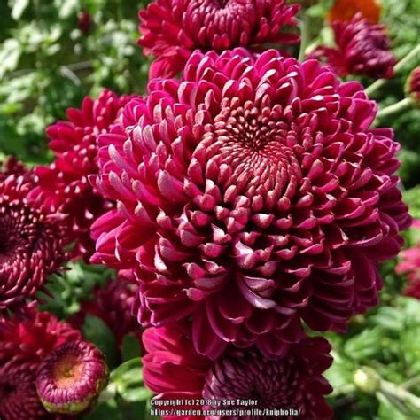 Spray Mum Chrysanthemum Pennine Point