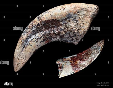 Los Fósiles De Dinosaurios Y Dientes De Garra Los Fósiles De Dientes Y Garras De Un Tarbosaurus