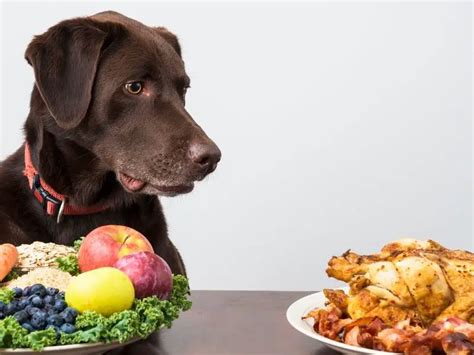 11 Easy Ways To Get Your Dog To Eat Their Vegetables