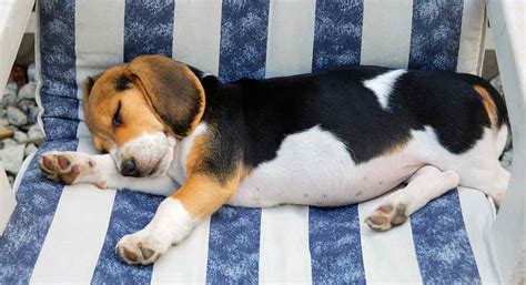 88+ Female Beagle Puppy Names - l2sanpiero