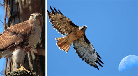 Native Animal of the Month: Red-tailed hawk | SHADOW