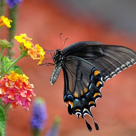 17 Best Plants and Flowers for Attracting Butterflies - GardensAll