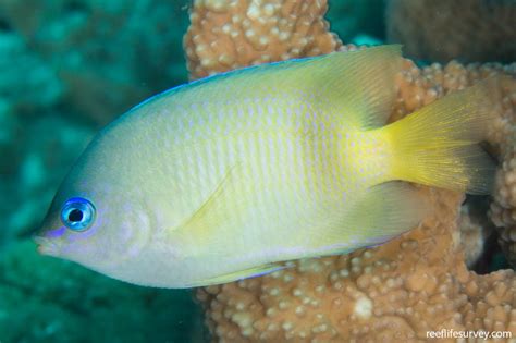 Plectroglyphidodon Johnstonianus Johnstons Damsel Reef Life Survey