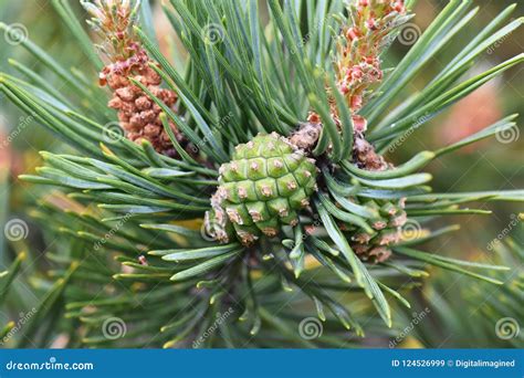 pine male  female cones stock image image  sylvestris