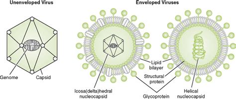 Viral Structure Classification And Replication Oncohema Key