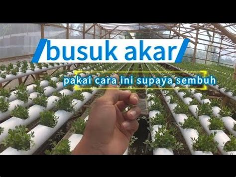 FATAL BUSUK AKAR SELEDRI HIDROPONIK BISA GAGAL PANEN YouTube