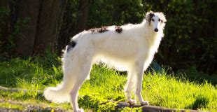 L Vrier Persan Ou Saluki Caract Re Origine Conseils D Levage Sant