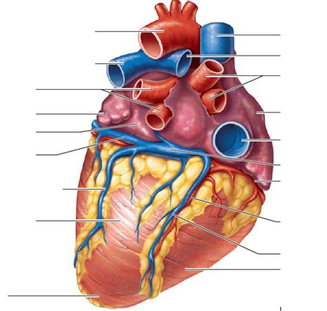 Back Of Heart Diagram Quizlet