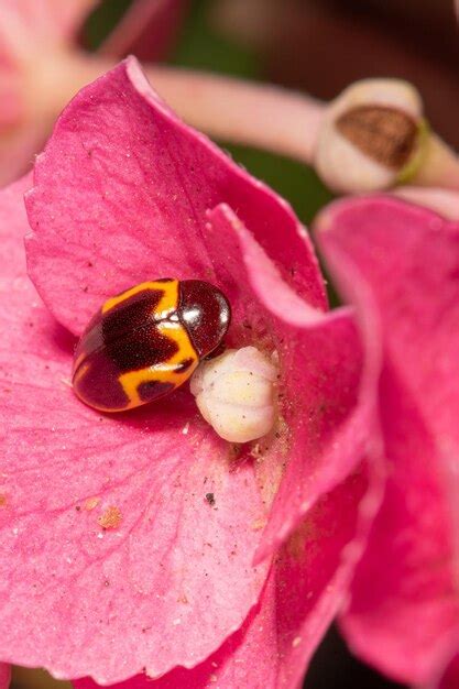 Premium Photo Ladybug Beautiful Details Of A Black And Yellow Ladybug