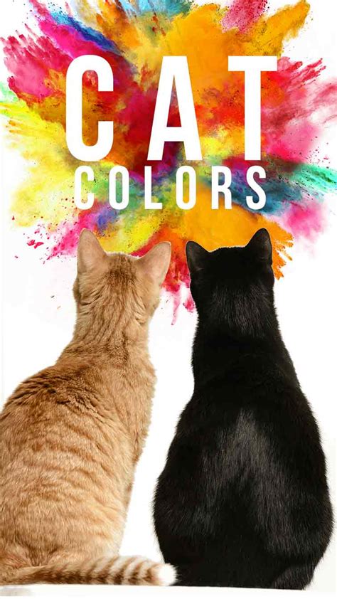 Cat Colors - Unravelling The Secrets Of Cats' Beautiful Coats