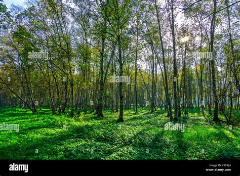 Birch Grove In Autumn Season With Green Grass And Sunlight Stock Photo