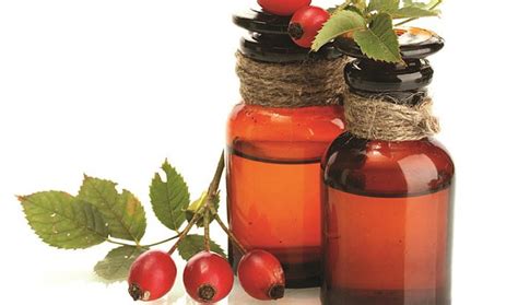 Шиповник - польза и вред для организма, полезные свойства и ...