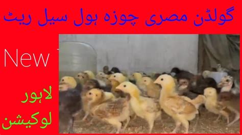 Golden Mesri Chicks Hens Andy Deny Wali Chicks Sale In Lahore YouTube