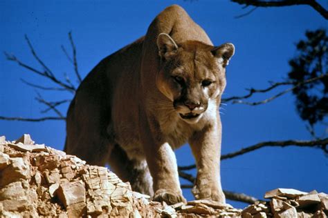 Mountain Lions Battle Zoning Laws in California Town - InsideHook