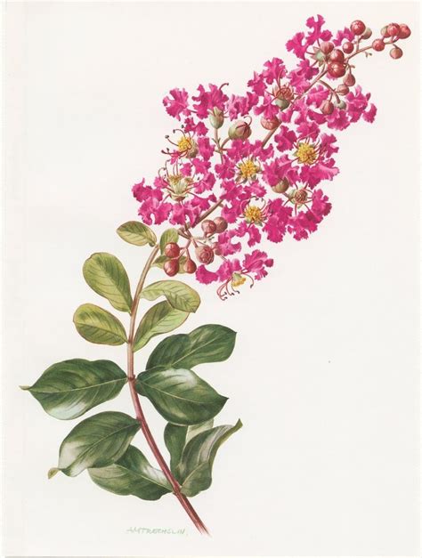 Pin On Florals Crape Myrtle Myrtle Flower Botanical Art