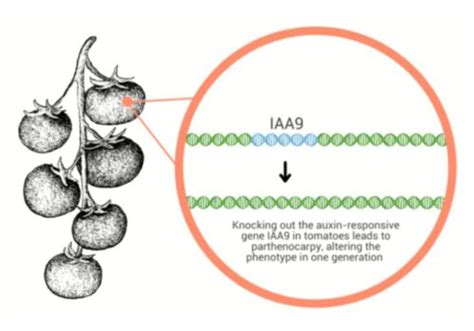 A PiggyBac Mediated Transgenesis System For The Temporary Expression Of