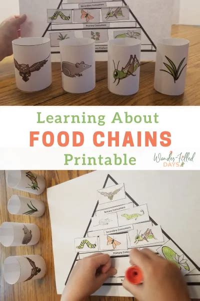 A Fun Food Chain Printable for Kids - Wonder-Filled Days | Food chain ...