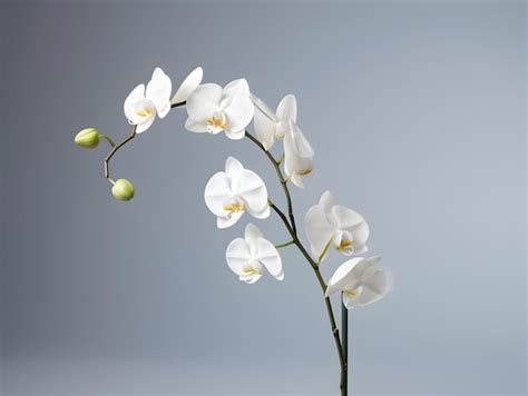 Premium Photo | Orchid flower in studio background single orchid flower ...