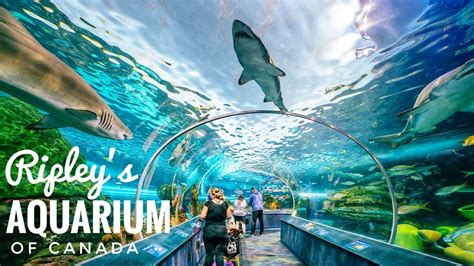 Ripley S Aquarium Of Canada K Toronto Ontario Ripley S Aquarium