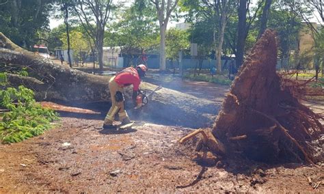 Ap S Queda De Rvore Quadras Da Asa Sul Ficam Sem Gua